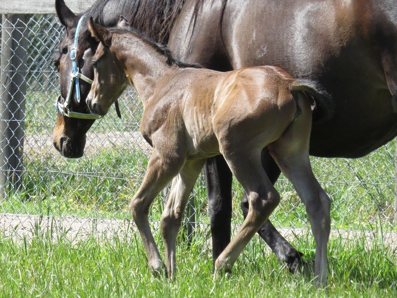 090 Kubachi Jewel x Warhorse brf 5-11 2d